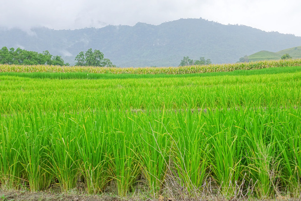 Rice field with mountain background - Foto, immagini