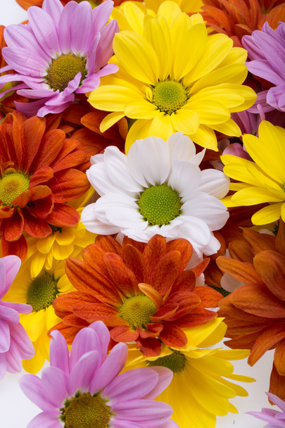 Primer plano de las coloridas flores de crisantemo
 - Foto, Imagen