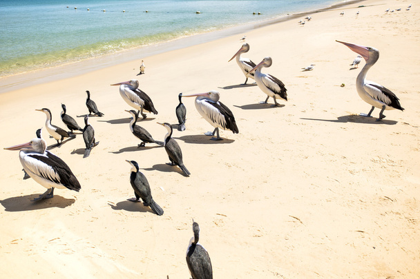 Pelikane am Strand - Foto, Bild