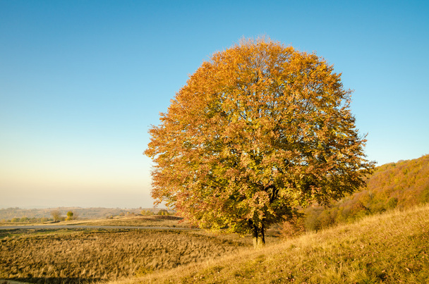 Tree on a sunny autumn day - Foto, afbeelding