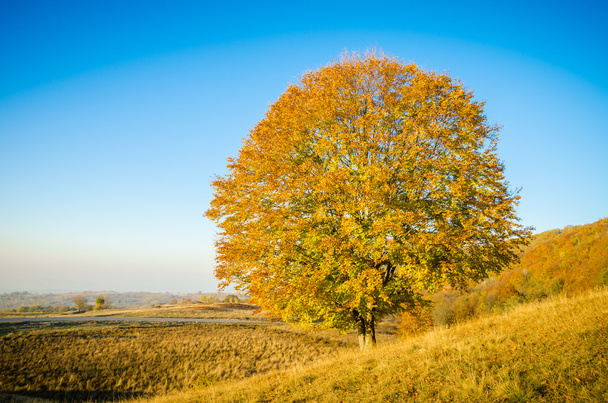 Árbol de vista de otoño
 - Foto, imagen