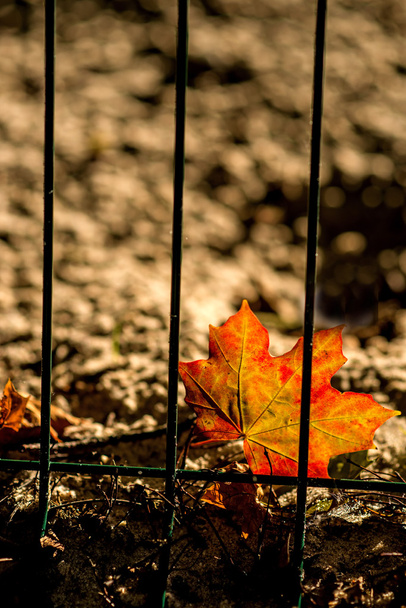 Herbstlich bemaltes Ahornblatt hinter einem Zaun - Foto, Bild