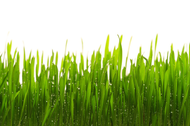 Green grass - Zdjęcie, obraz