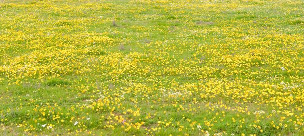Yellow daisies at Matjiesfontein farm - Photo, Image
