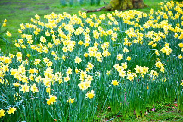 Lontoossa keltainen kukka luonto ja keväällä
 - Valokuva, kuva