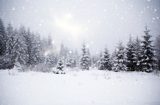 Winter landscape with snowy fir trees - Photo, Image