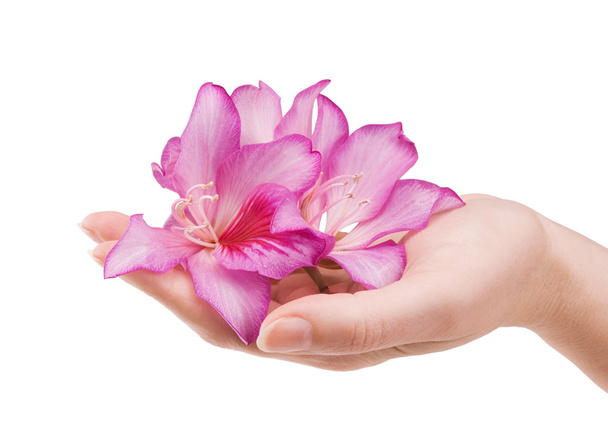 Female hand with flower - Φωτογραφία, εικόνα