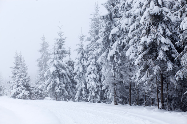 Winter landscape with snowy fir trees - Valokuva, kuva