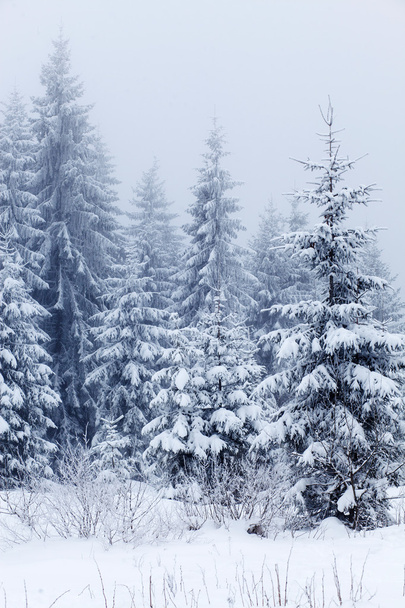 Winter landscape with snowy fir trees - Fotografie, Obrázek