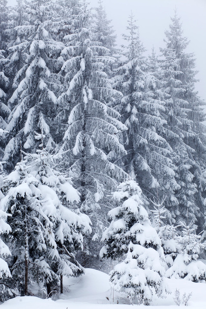 Talvi maisema lumiset kuuset
 - Valokuva, kuva