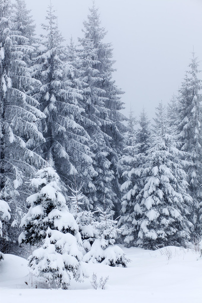 Winterlandschaft mit schneebedeckten Tannen - Foto, Bild