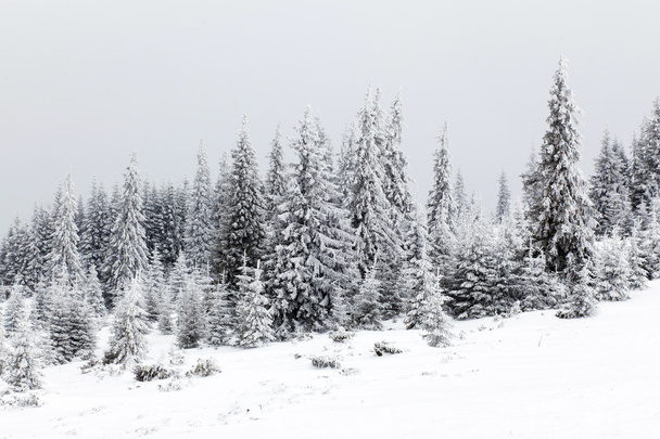 Зимний пейзаж со снежными елками
 - Фото, изображение