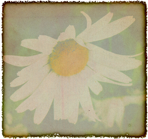 ビンテージ カモミールの花の背景 - 写真・画像