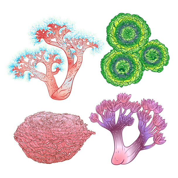 Colección de plantas marinas y corales. Colorida flora marina dibujada a mano. Ilustración vectorial aislada. Diseño para playa de verano, decoraciones
. - Vector, imagen