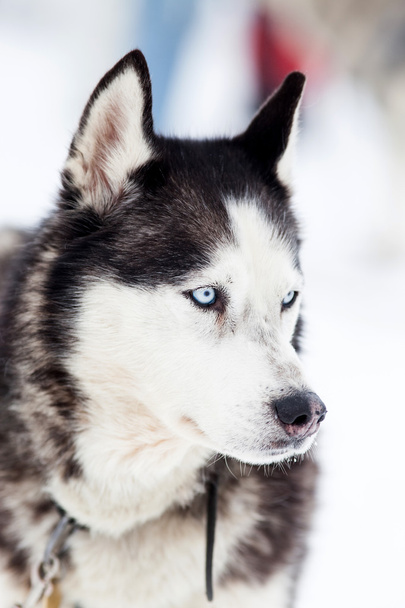 Симпатичный портрет хаски зимой
 - Фото, изображение