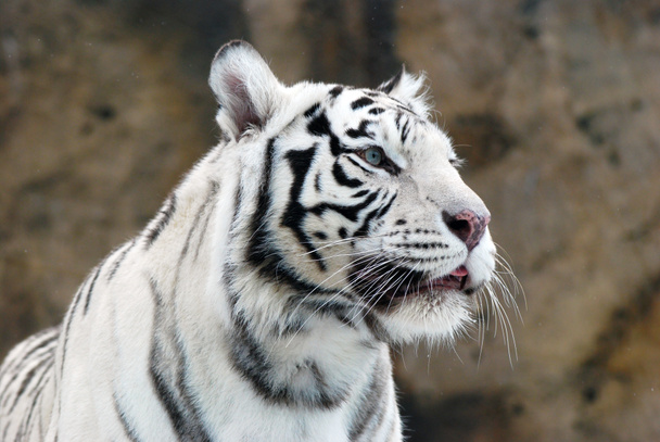 White Tiger - 写真・画像