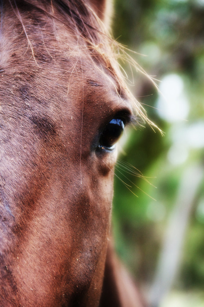 portret konia - Zdjęcie, obraz