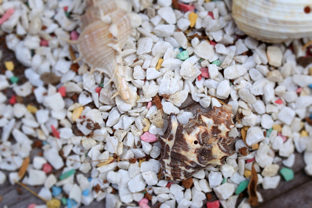tengeri kagyló kő - Fotó, kép