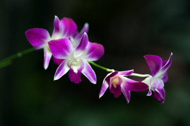 Orchidea kwiat kwitnący - Zdjęcie, obraz