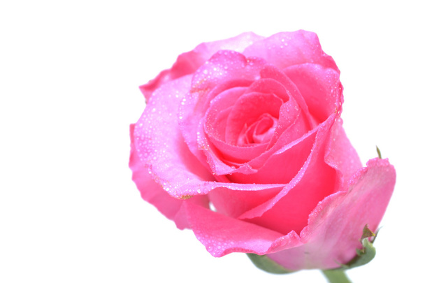 Rosa rosa
 - Foto, Imagen