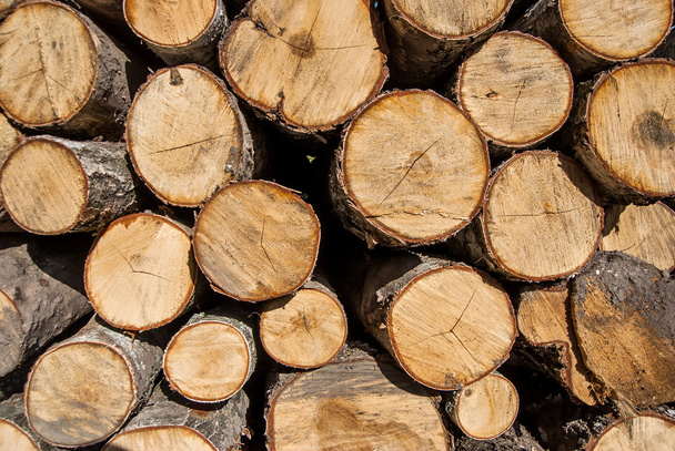 Wooden logs. Timber logging in autumn forest. - Φωτογραφία, εικόνα