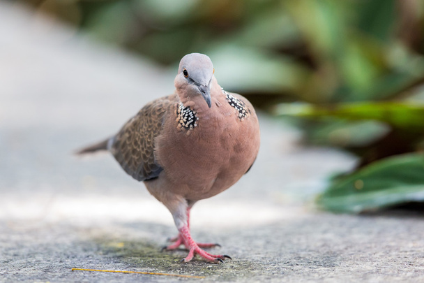 Spotted Dove walking - front profile - Photo, Image