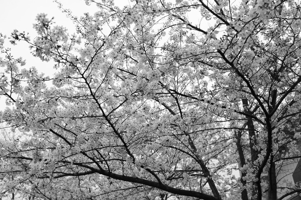 Sakura λουλούδι ή άνθη της κερασιάς στην Ιαπωνία κήπο. - Φωτογραφία, εικόνα
