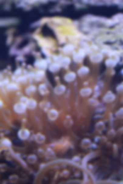 Blur style of Heteractis magnifica anemone in underwater. - Photo, Image