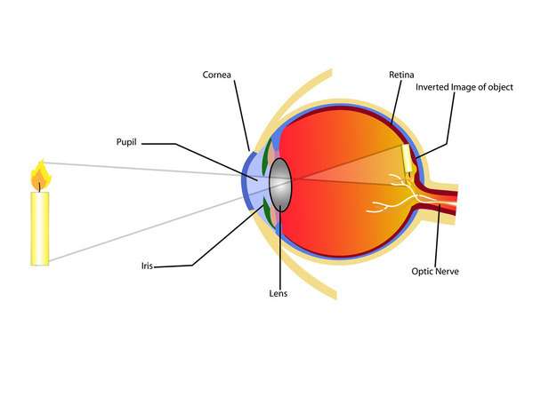 vector de visión ocular
 - Vector, Imagen
