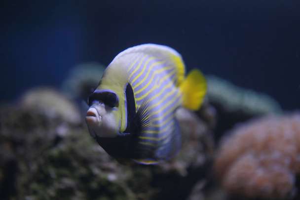 Emperor angelfish or Pomacanthus imperator fish. - Photo, Image