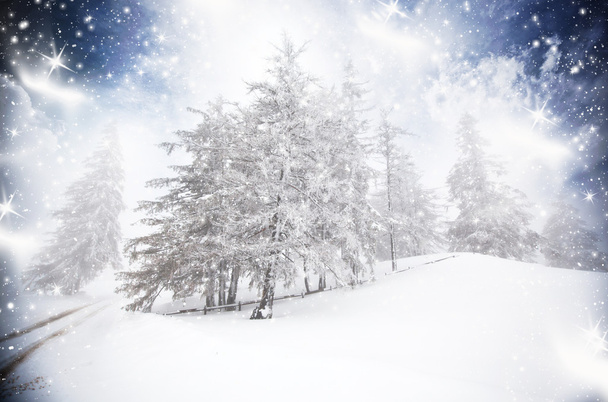 Fond de Noël avec sapins neigeux - Photo, image