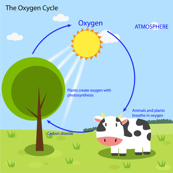 Vector del ciclo del oxígeno
 - Vector, imagen