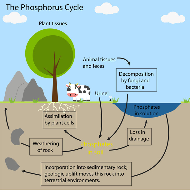 o ciclo do fósforo
 - Vetor, Imagem
