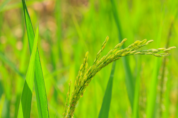 зелений рис у полі
 - Фото, зображення
