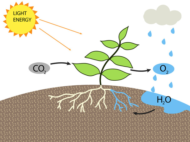 fotosynteza vetor projekt - Wektor, obraz