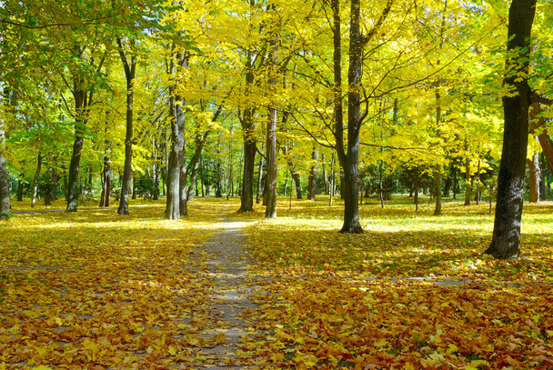 Yellow and red leaves on trees in autumn park - Photo, Image