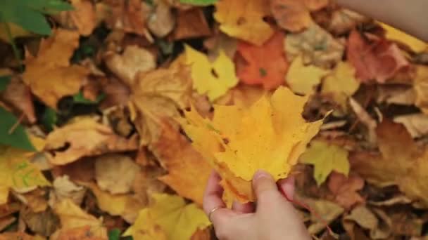 女性が秋もみじの落ち葉を集めてください。. - 映像、動画