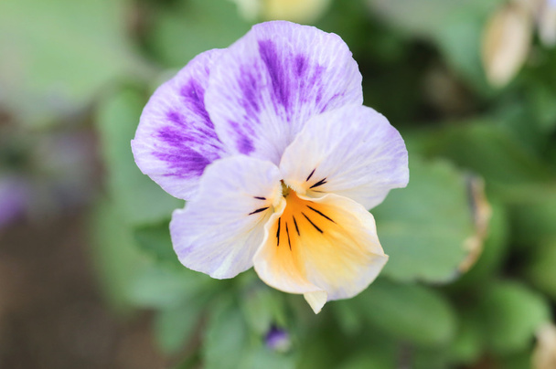 Mix color pansy flower. - Photo, Image