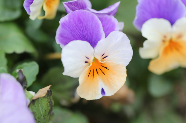 Mix kleur viooltje bloem. - Foto, afbeelding