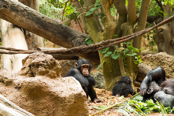 Jovem Chimpanzé, macaco sentado
 - Foto, Imagem
