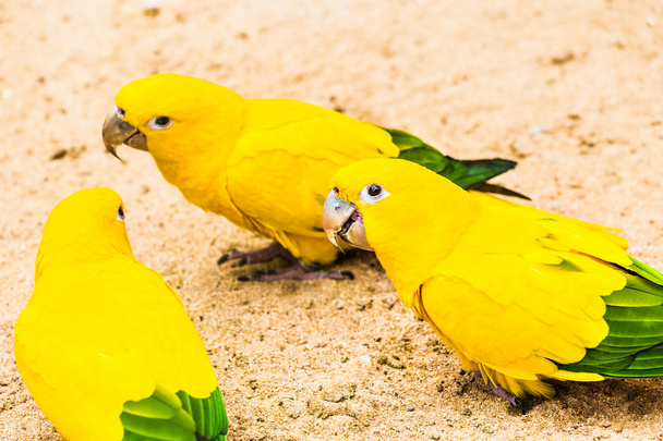 όμορφη παπαγάλος, sun conure - Φωτογραφία, εικόνα