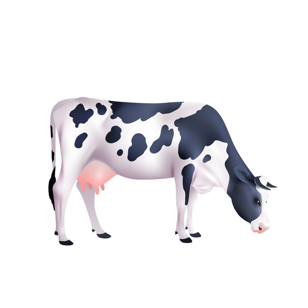 牛のリアルなイラスト - ベクター画像