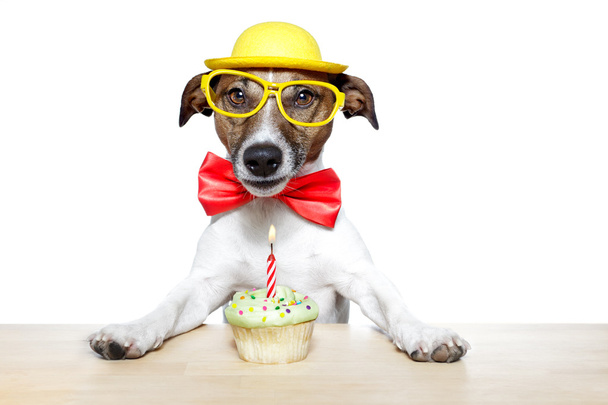 Dog with cupcake - Φωτογραφία, εικόνα