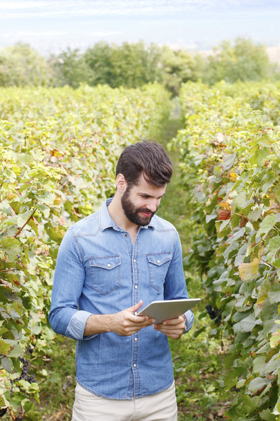 winemaker holding tablet - Photo, Image