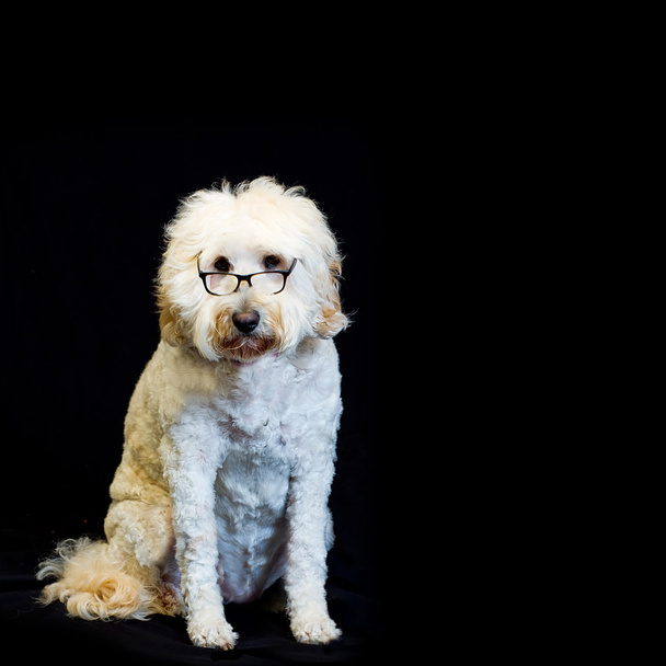 Bílý pes, černý rim brýle - Fotografie, Obrázek