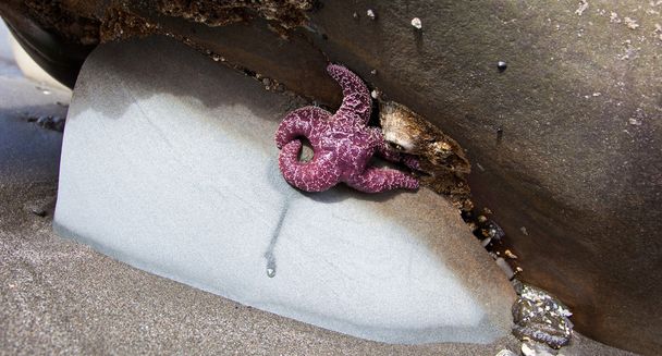 paarse starfish - Foto, afbeelding
