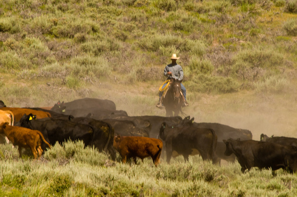 kovboy ve sığır - Fotoğraf, Görsel