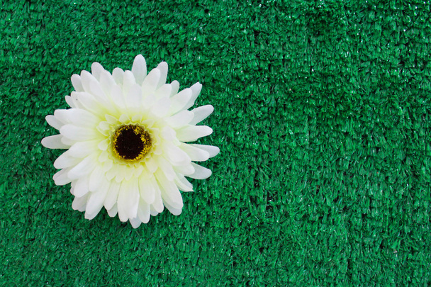 Witte bloem groen gras bakcground zetten - Foto, afbeelding