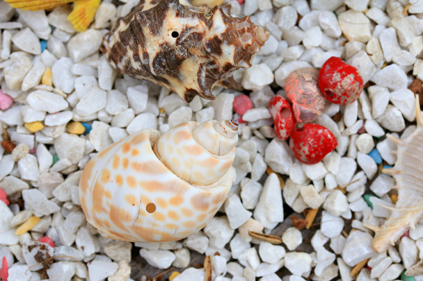 tengeri kagyló kő - Fotó, kép