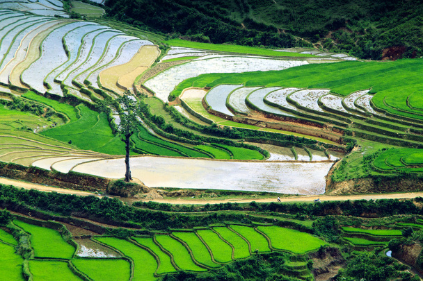 Rijstvelden en water op terrassen van Mu Cang Chai, Yenbai, Vietnam. Vietnam landschappen. - Foto, afbeelding